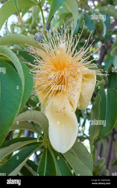 Baobab tree ( Adansonia gregorii ) flower Stock Photo - Alamy