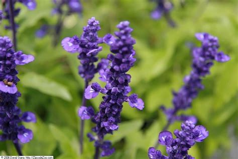 Salvia farinacea: the care you need to take - Global Gardening Secrets