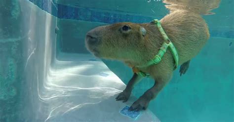 Water-Loving Capybara Takes An Impressively Deep Dive In His Pool ...