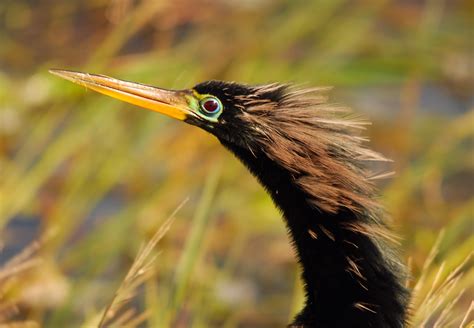 i heart florida birds: Cormorants & Anhingas