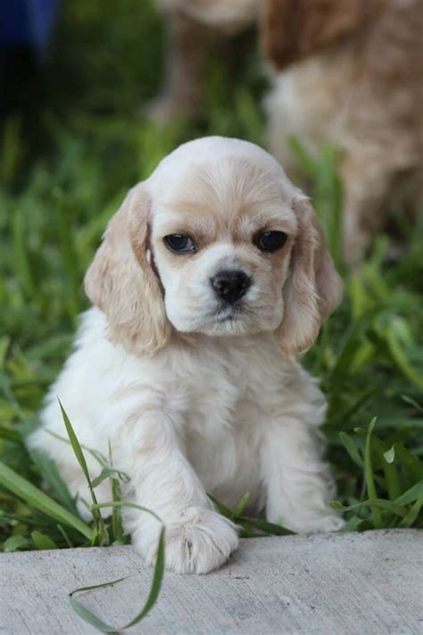 Can you tell I LOVE buff colored Cocker Spaniels? Looks so much like my ...