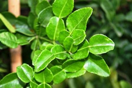 Kafir Lime Leaf = Daun Jeruk Purut | Indonesian Original Recipes