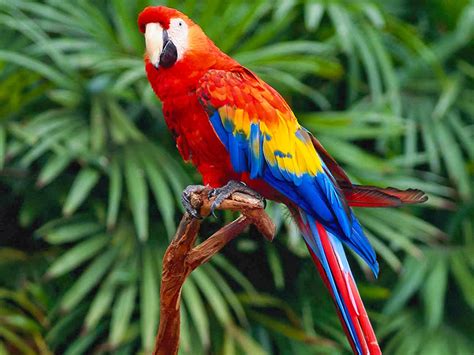 the little storyteller: How the parrot got its color.