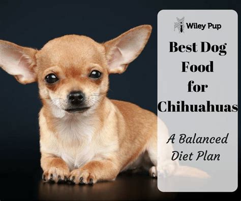 Best Dog Food for Chihuahuas (2021 Reviewed) – A Balanced Diet Plan ...