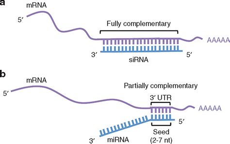 siRNA Versus miRNA as Therapeutics for Gene Silencing: Molecular ...