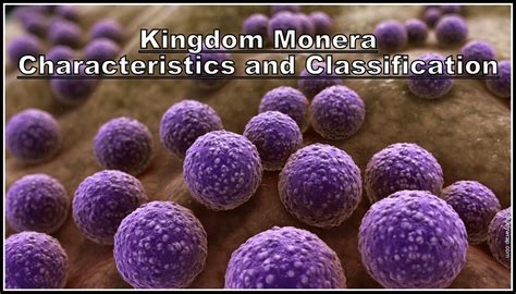 Kingdom Monera - Characteristics and Classification - Study Wrap