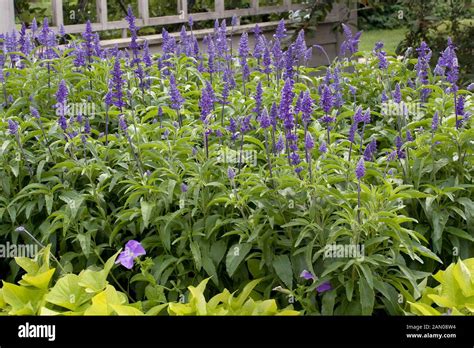 SALVIA FARINACEA VICTORIA BLUE Stock Photo - Alamy