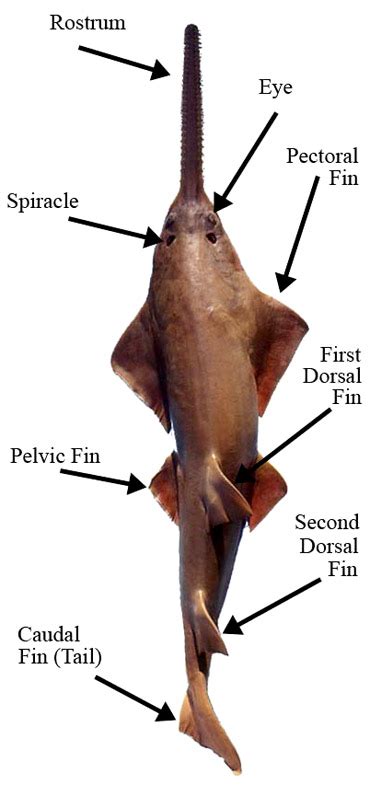 Sawfish Anatomy – Discover Fishes