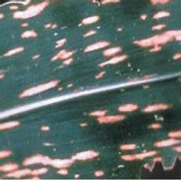 Southern corn leaf blight. | Download Scientific Diagram