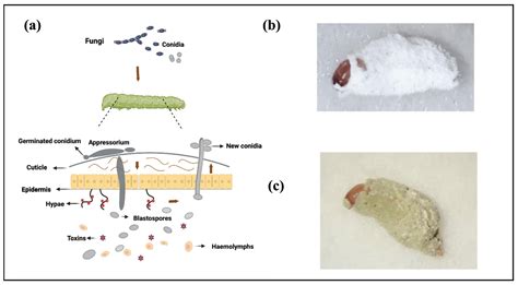 JoF | Free Full-Text | Interactions between Entomopathogenic Fungi and ...