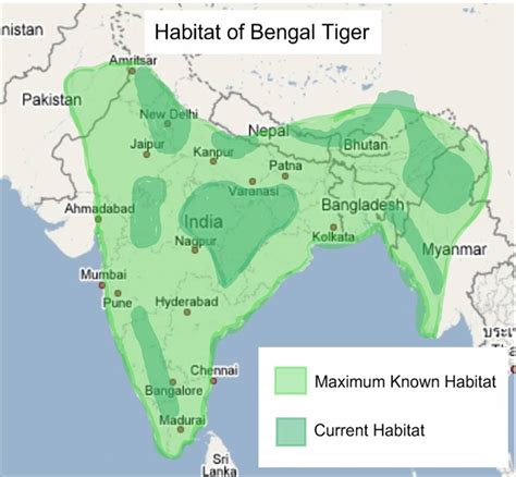 Bengal Tiger Conservation: Basics on Bengal Tigers