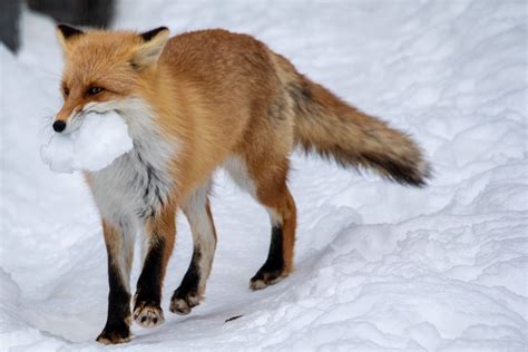 a fox enjoying its snow cube : r/foxes