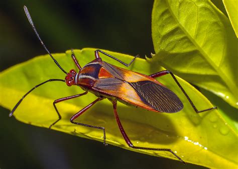 The Chinch Bug May Be One Of The Garden Insects That You Have - Phoenix ...