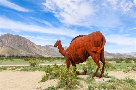 Anza-Borrego Desert Wildflowers Super Bloom 2019 - State Park Guide