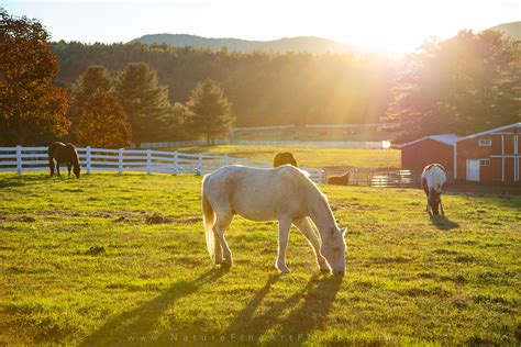 Horses Grazing Farm Life Photo | Nature Photos for Sale