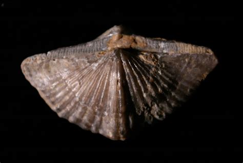 Louisville Fossils and Beyond: Anthracospirifer leidyi? Brachiopod