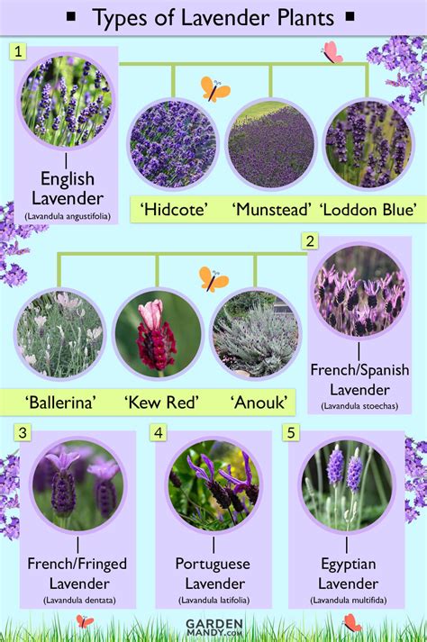 List of Different Types of Lavender Plant with Pictures