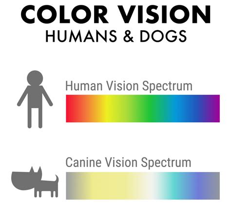 What color goes best with my dog? Get Your Pet Thinking – KeepingDog