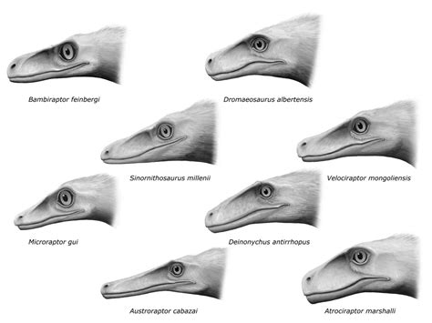 Dromaeosaurids by olofmoleman on DeviantArt