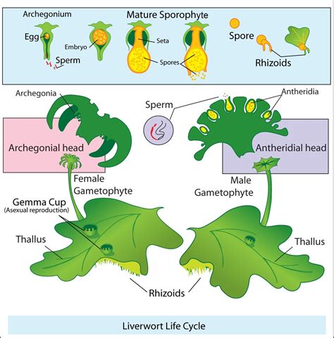 PLANT FAMILIES OF PUERTO RICO AND FLORIDA PAPO VIVES: Bryophytes ...