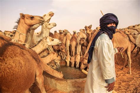 A hundred camels by the well — Mitchell Kanashkevich - Traditions ...