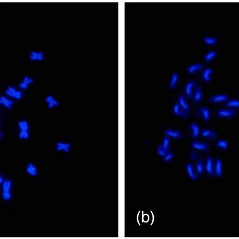 Seeds of the hexaploid hybrid and its parental species: (a) smaller ...