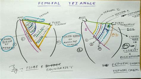 Navel Femoral Canal