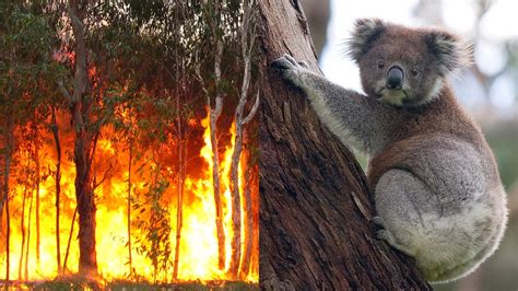 Apocalypse en Australie [vidéo] - La Rando: Magazine Randonnée ...