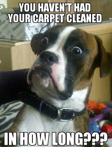 8 Carpet Cleaning Memes - Who Who Carpet Cleaning