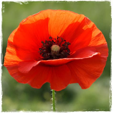 Creative Compulsive: Red Poppy Love