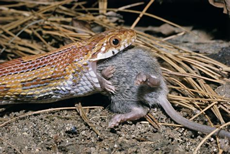 Can I refreeze mice for snakes? – ouestny.com