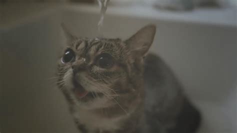 Viral Cat Meme Lil Bub Needs a Monthly Bath to Stay Clean