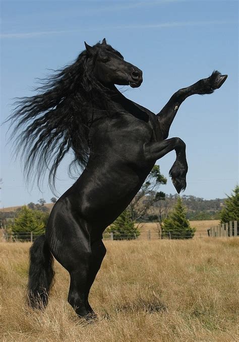 Pin by Stacey on animals | Horses, Horse breeds, Friesian horse