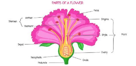 Anatomy Of A Flower Worksheet - Preschool Printable Sheet