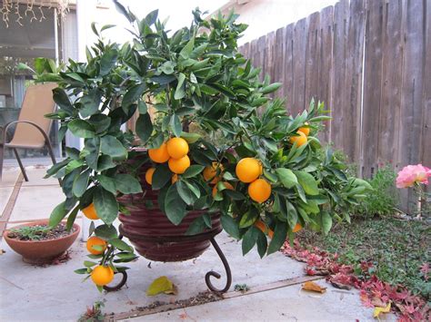 "Dwarf" Cara Cara Orange Tree tips! Citrus Trees, Fruit Trees, Balcony ...