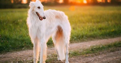 Saluki vs Borzoi: 5 Key Differences - IMP WORLD