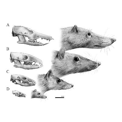 Course Naturalistic and Scientific Illustration Transmitting Science