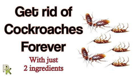 Natural and Effective Ways to Eliminate Cockroaches