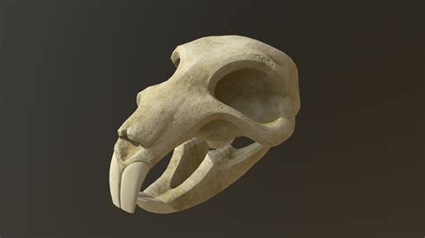 Rat Skull - 3D model by Horst-Peter (@HorstPeter) [046bf09] - Sketchfab