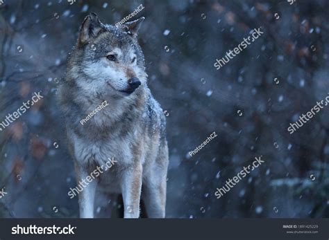 Eurasian Wolf White Winter Habitat Beautiful Stock Photo 1891425229 ...