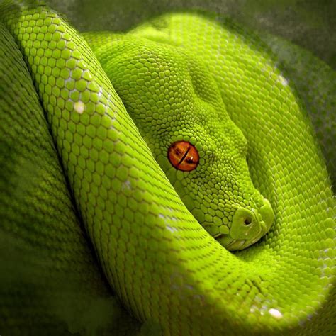 Snake Eye Wallpapers - Wallpaper Cave