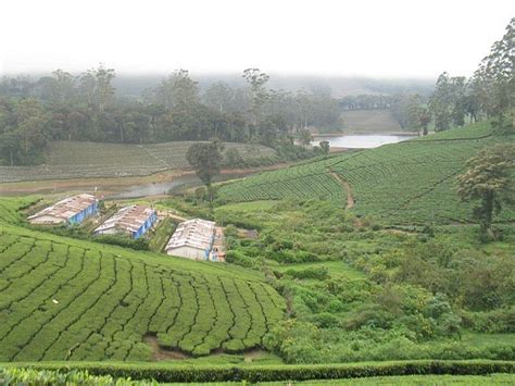 Meghamalai – A walk in the clouds - The Tap Stories