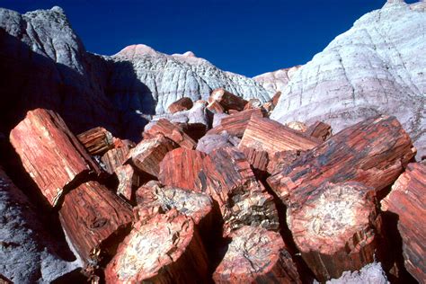 Petrified Forest National Park