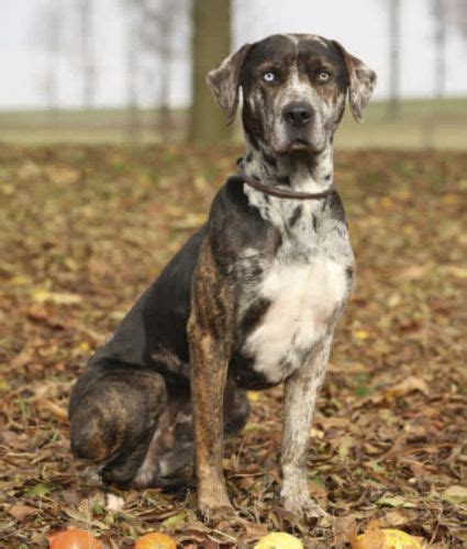 Catahoula Leopard Dog Breed Information, Images, Characteristics, Health