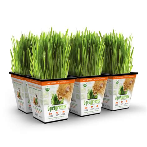 Pet Greens Cat Grass Original Wheatgrass, Pack of 6 | Petco