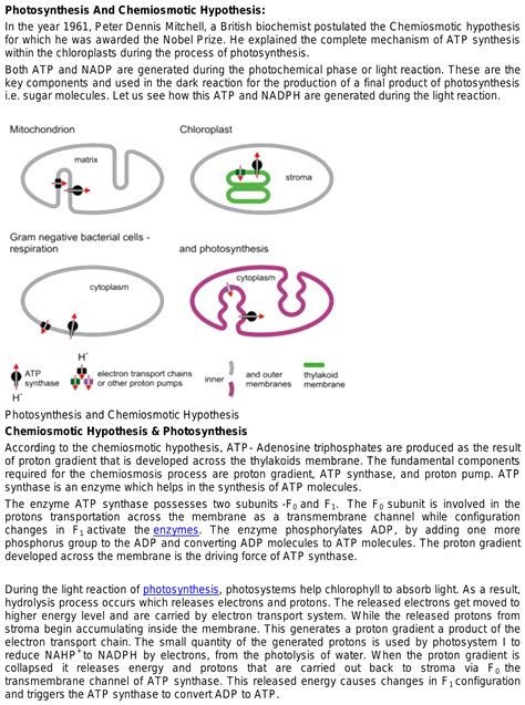 56.Chemiosmotic hypothesis in easy language.