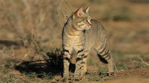 Mpala Live! Field Guide: African Wildcat | MpalaLive