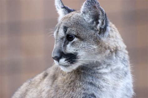 Mountain Lions — City of Albuquerque