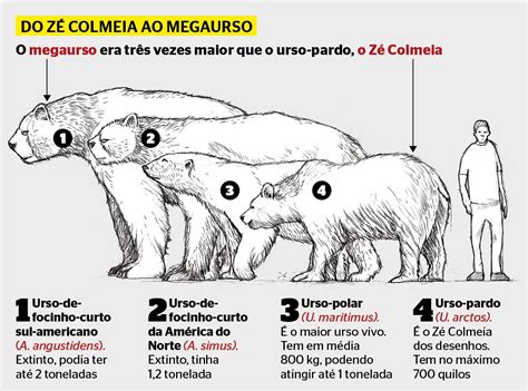 Comparison between Arctotherium, Arctodus, Polar bear, Brown bear, and ...