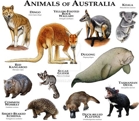 Australia Native Animals Facts